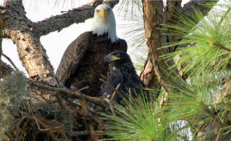 Bald eagles nesting at Trump National, Jupiter